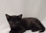 Raven - Bombay Kitten For Adoption - Fort Pierce&comma; FL&comma; US