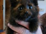 Hershey - Maine Coon Kitten For Sale - Van Horne&comma; IA&comma; US