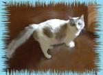 Artie - Ragdoll Cat For Sale/Retired Breeding - WI&comma; US
