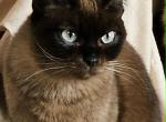 Remi - Toybob Cat For Sale/Retired Breeding - Portage&comma; IN&comma; US