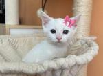 Pearl - Domestic Kitten For Sale - 