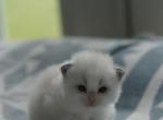 Tofu - Ragdoll Kitten For Sale - 