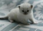 Cookie - Ragdoll Kitten For Sale - 