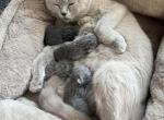 British shorthair kittens - British Shorthair Kitten For Sale - Cumming&comma; GA&comma; US