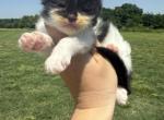 Luther polydactyl - Maine Coon Kitten For Sale - Locust Grove&comma; OK&comma; US