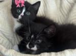 Oreo and Mini - Domestic Kitten For Sale - 