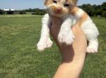 Garfield polydactyl - Maine Coon Kitten For Sale - Locust Grove&comma; OK&comma; US