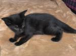 Shadow - Domestic Kitten For Sale - 