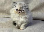 CFA FR09 Tortie Point Female - Himalayan Kitten For Sale - Lacey&comma; WA&comma; US