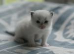 Pudding - Ragdoll Kitten For Sale - IL&comma; US