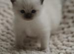 Muffin - Ragdoll Kitten For Sale - IL&comma; US