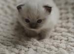 Truffle - Ragdoll Kitten For Sale - IL&comma; US