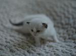 Sushi - Ragdoll Kitten For Sale - McKinney&comma; TX&comma; US
