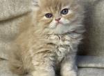 PO11 Fawn Dilute Red Cream Male - Persian Kitten For Sale - Lacey&comma; WA&comma; US