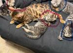 Loretta - Bengal Kitten For Sale - Indianola&comma; IA&comma; US