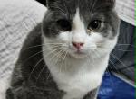 BBB's Blue Jay - Toybob Kitten For Sale - 