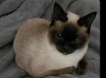 BBB's Autumn - Toybob Cat For Sale - Portage&comma; IN&comma; US