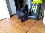 Darky 2 - Domestic Kitten For Sale - Los Angeles&comma; CA&comma; US