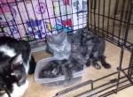 Darky 3 inside tub - Domestic Kitten For Sale - Los Angeles&comma; CA&comma; US