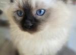 Hypoallergenic - Siberian Kitten For Sale - Newbury&comma; MA&comma; US