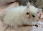CFA FR10 FLAME POINT MALE - Himalayan Kitten For Sale - Lacey&comma; WA&comma; US