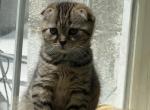 Brown Tabby Scottish Fold Female - Scottish Fold Kitten For Sale - Trinity&comma; NC&comma; US