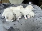Rumi's Litter All Reserved - Ragdoll Kitten For Sale - Columbia&comma; MD&comma; US