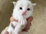 RESERVED Faith Princess 1 - Ragdoll Kitten For Sale - Columbia&comma; MD&comma; US