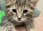 Bunnie and Barbie - Domestic Kitten For Adoption - Covington&comma; KY&comma; US