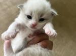 RESERVED Peri Princess 2 - Ragdoll Kitten For Sale - Columbia&comma; MD&comma; US