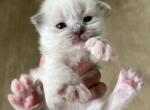 RESERVED Sarah Prince 3 - Ragdoll Kitten For Sale - Columbia&comma; MD&comma; US