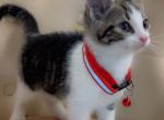 Cute kitten - American Shorthair Kitten For Sale - 