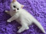 Sam - Scottish Straight Kitten For Sale - Philadelphia&comma; PA&comma; US