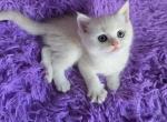 Samuel - Scottish Fold Kitten For Sale - Philadelphia&comma; PA&comma; US