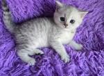 Sunny - Scottish Straight Kitten For Sale - Philadelphia&comma; PA&comma; US