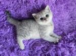 Sunny1 - Scottish Fold Kitten For Sale - Philadelphia&comma; PA&comma; US