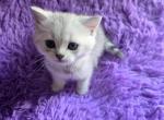 Sunny1 - Scottish Fold Kitten For Sale - Philadelphia&comma; PA&comma; US