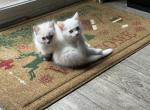 Dumbo - Ragdoll Kitten For Sale - Portland&comma; OR&comma; US