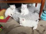 Mimi Rosie Sammy - Ragdoll Kitten For Sale - Portland&comma; OR&comma; US