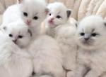 Skylar's babies - Ragdoll Kitten For Sale - Nixa&comma; MO&comma; US
