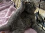 Scottish fold litter - Scottish Fold Kitten For Sale - 