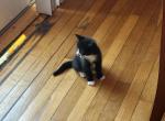 Michi - Domestic Kitten For Sale - Fall River&comma; MA&comma; US