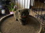 Scottish fold litterrr - Scottish Fold Kitten For Sale - 