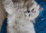 Blue - Ragdoll Kitten For Sale - San Diego&comma; CA&comma; US