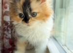 Mindy Persian Calico - Persian Kitten For Sale - 