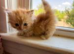 Little Mork - Minuet Kitten For Sale - 