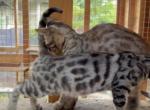 SILVER FEMALE 6 MONTHS OLD - Savannah Kitten For Sale - Orange&comma; CA&comma; US