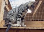 F6 SAVANNAH BOY AND GIRL AVAILABLE - Savannah Kitten For Sale - Orange&comma; CA&comma; US