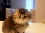 Scottish Fold female - Scottish Fold Kitten For Sale - Jersey City&comma; NJ&comma; US