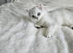 Scottish female Bella - Scottish Fold Kitten For Sale - Jersey City&comma; NJ&comma; US